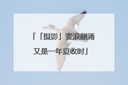 「摄影」麦浪翻涌 又是一年夏收时