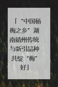 “中国杨梅之乡”湖南靖州传统与新引品种共绽“梅”好