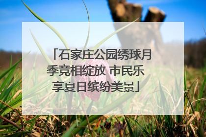 石家庄公园绣球月季竞相绽放 市民乐享夏日缤纷美景