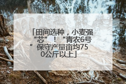 田间选种，小麦强“芯”！“青农6号”保守产量亩均750公斤以上