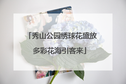 秀山公园绣球花盛放 多彩花海引客来