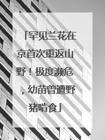 罕见兰花在京首次重返山野！极度濒危，幼苗曾遭野猪啃食