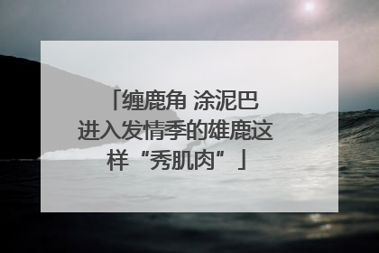 缠鹿角 涂泥巴 进入发情季的雄鹿这样“秀肌肉”