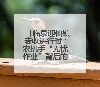 临泉迎仙镇麦收进行时：农机手“无忧作业”背后的服务温度