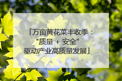 万亩黄花菜丰收季：“质量 + 安全” 驱动产业高质量发展