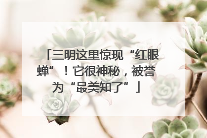 三明这里惊现“红眼蝉”！它很神秘，被誉为“最美知了”