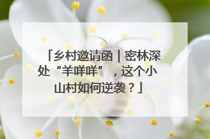 乡村邀请函｜密林深处“羊咩咩”，这个小山村如何逆袭？