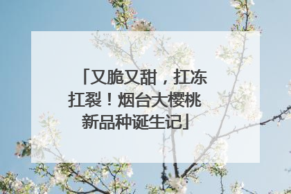 又脆又甜，扛冻扛裂！烟台大樱桃新品种诞生记