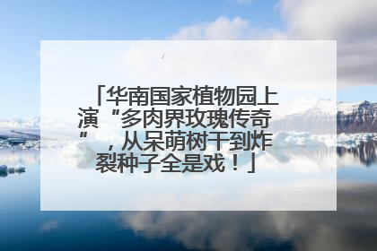 华南国家植物园上演“多肉界玫瑰传奇”，从呆萌树干到炸裂种子全是戏！