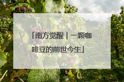 南方觉醒｜一颗咖啡豆的前世今生