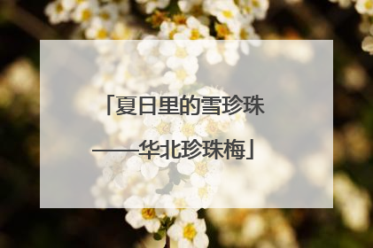 夏日里的雪珍珠——华北珍珠梅