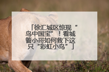 徐汇城区惊现“鸟中国宝”！看城管小哥如何救下这只“彩虹小鸟”