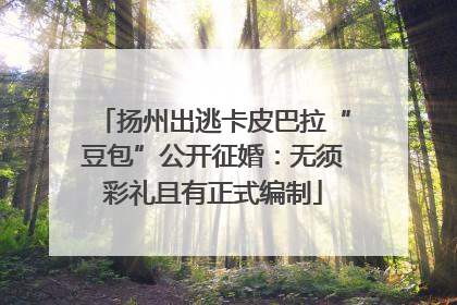 扬州出逃卡皮巴拉“豆包”公开征婚：无须彩礼且有正式编制