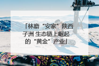 林麝“安家”陕西子洲 生态链上崛起的“黄金”产业