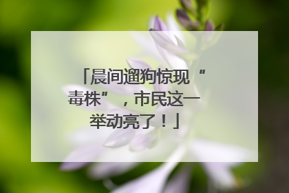 晨间遛狗惊现“毒株”，市民这一举动亮了！