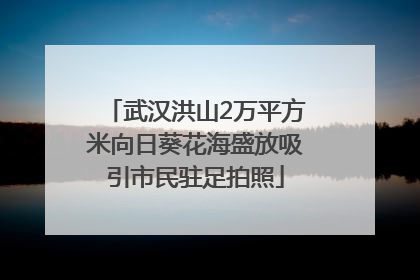 武汉洪山2万平方米向日葵花海盛放吸引市民驻足拍照