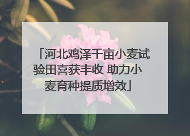河北鸡泽千亩小麦试验田喜获丰收 助力小麦育种提质增效