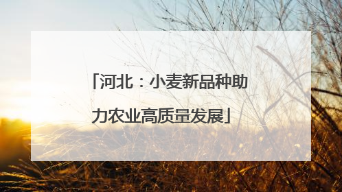 河北：小麦新品种助力农业高质量发展