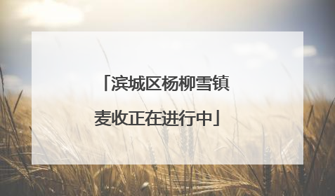滨城区杨柳雪镇麦收正在进行中