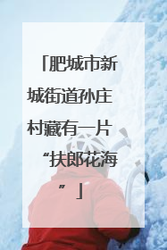 肥城市新城街道孙庄村藏有一片“扶郎花海”
