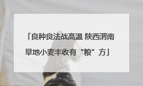 良种良法战高温 陕西渭南旱地小麦丰收有“粮”方