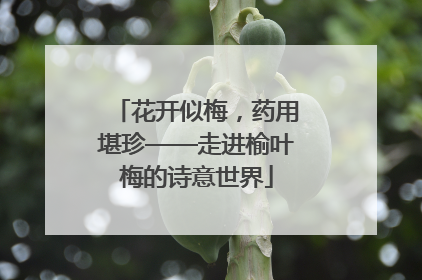 花开似梅，药用堪珍——走进榆叶梅的诗意世界