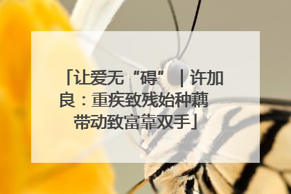 让爱无“碍”｜许加良：重疾致残始种藕 带动致富靠双手