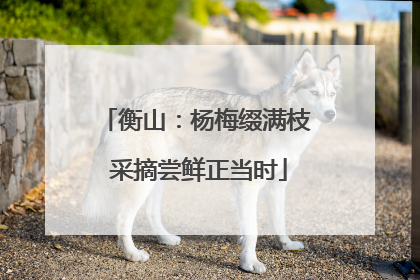 衡山：杨梅缀满枝 采摘尝鲜正当时