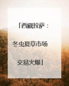 西藏拉萨：冬虫夏草市场交易火爆