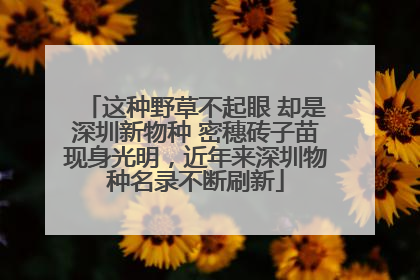 这种野草不起眼 却是深圳新物种 密穗砖子苗现身光明，近年来深圳物种名录不断刷新