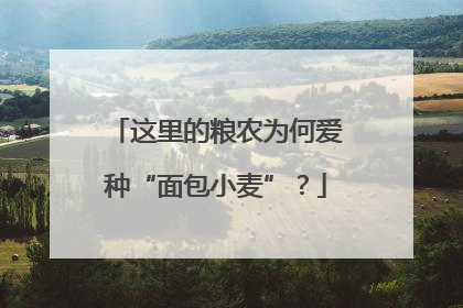 这里的粮农为何爱种“面包小麦”？