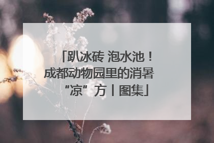 趴冰砖 泡水池！成都动物园里的消暑“凉”方丨图集