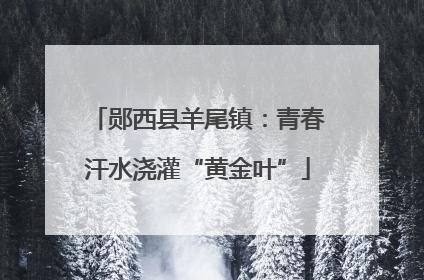 郧西县羊尾镇：青春汗水浇灌“黄金叶”