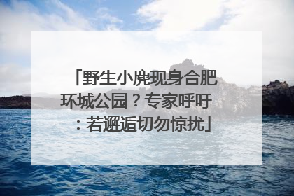 野生小麂现身合肥环城公园？专家呼吁：若邂逅切勿惊扰