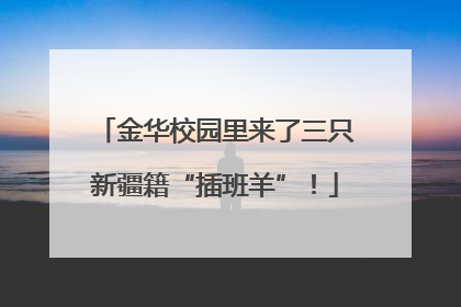 金华校园里来了三只新疆籍“插班羊”！