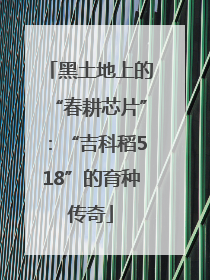 黑土地上的“春耕芯片”：“吉科稻518”的育种传奇