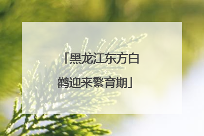 黑龙江东方白鹳迎来繁育期